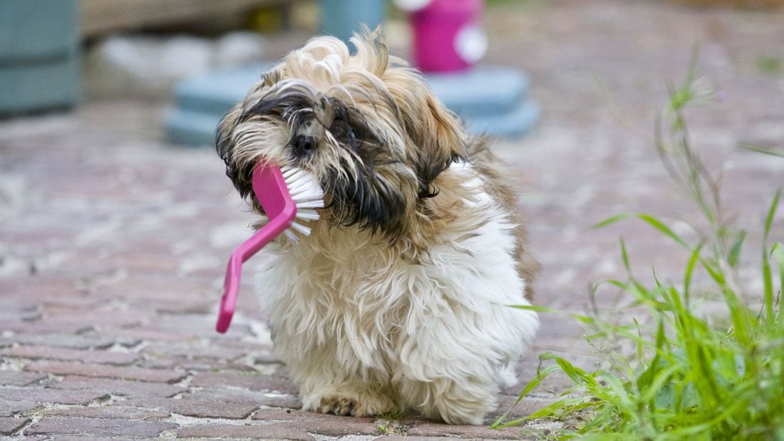 dog with brush